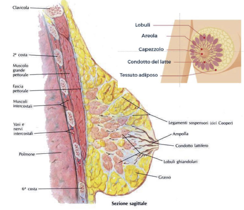 anatomia-del-seno